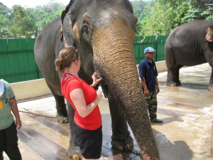 Så kom vi til en lidt større elefant... Der skulle man passe lidt mere på den lange snabel... :)